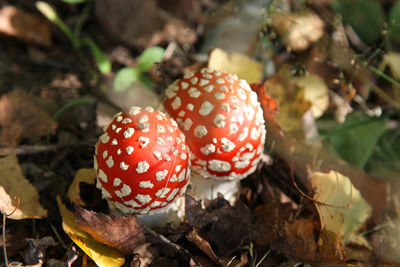 Close-up of fly agaric mushroom