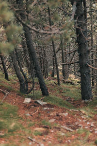 Trees in forest
