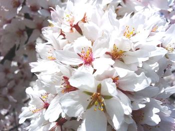 Close-up of white flowers