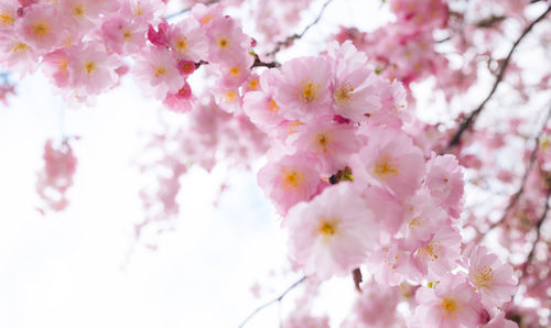 Low angle view of pink flowers blooming on tree