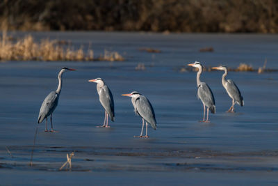 Flock of gray heron by lake
