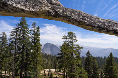 Scenic view of pine trees against sky