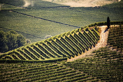 High angle view of vineyard