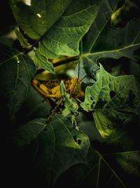 Close-up of insect on leaves
