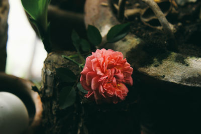 Close-up of red flower blooming outdoors