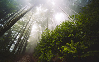 Low angle view of trees in forest