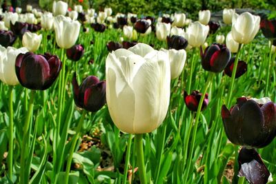 Close-up of tulips blooming in field