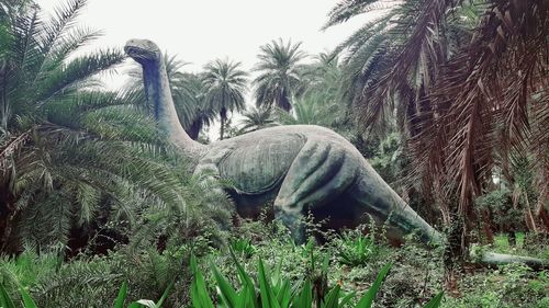 View of horse on palm trees