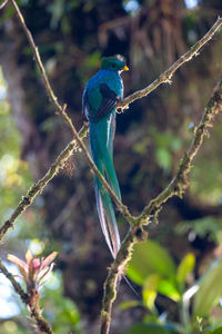Close-up of bird perching on branch