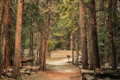 Trees in forest