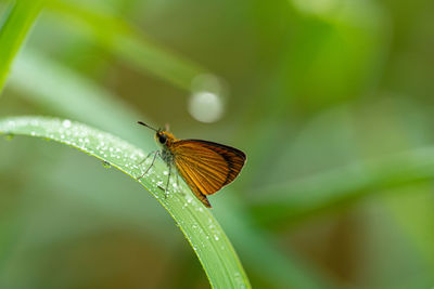 Butterfly on leaf