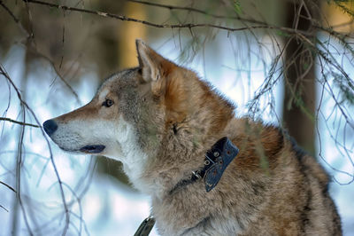 Close-up of a dog looking away