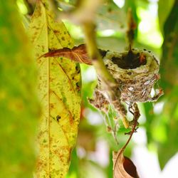 Close-up of dry leaves on tree