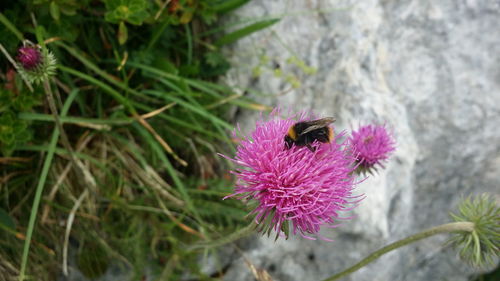 High angle view of bumblebee on pink flower