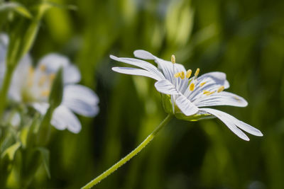 Close-up of white flowering plant