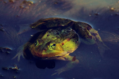 Close-up of fish swimming in pond