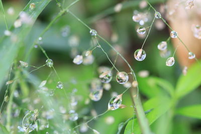 Close-up of water drops on plant