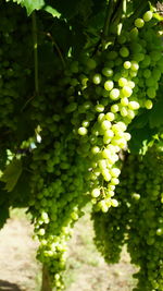 Close-up of grapes growing in vineyard