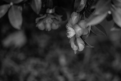 Close-up of wilted flowers blooming outdoors