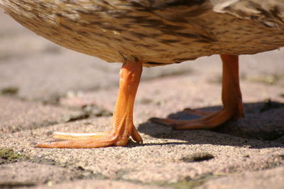 Close-up of lizard on land