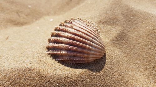 Close-up of crab on sand at beach