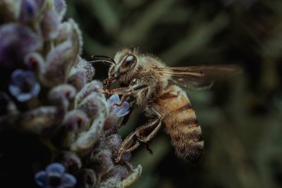 Close-up of bee on flower