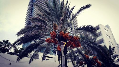 Low angle view of palm trees against sky