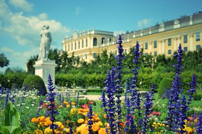 View of flowers against buildings