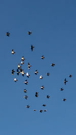 Low angle view of birds flying in sky