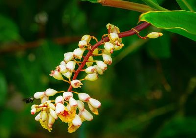 Close-up of flower on tree