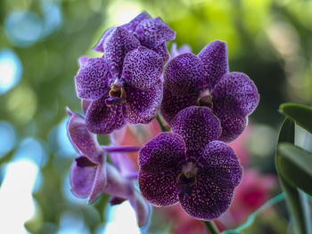 Close-up of purple flowering plant