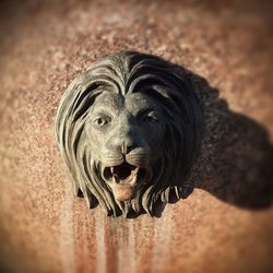 Close-up portrait of an animal