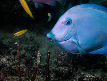 Close-up of fish in sea