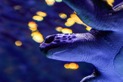 Low angle view of turtle swimming in water seen through glass tank in aquarium