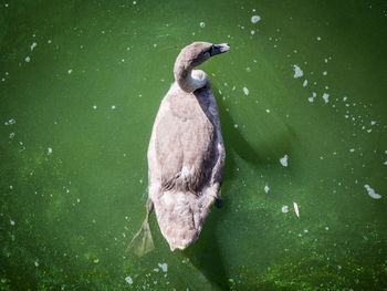 High angle view of gray swan swimming in lake