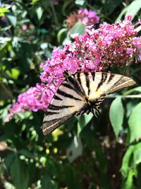 Close-up of butterfly pollinating on pink flower