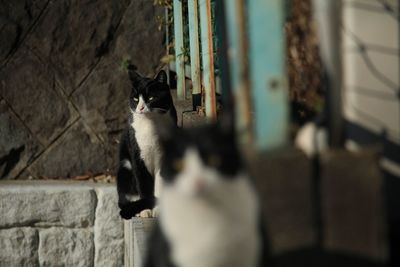 Portrait of a cat sitting on wall