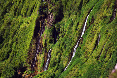 High angle view of trees on landscape