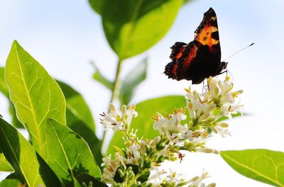 Close-up of butterfly on leaf