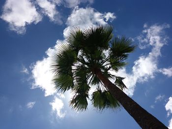 Low angle view of tree against sky