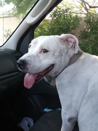 Close-up of dog in car