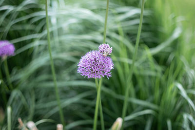 Close-up of purple flowering plant on field