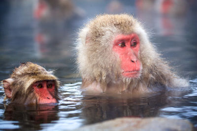 Monkeys swimming in water