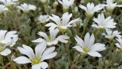 Close-up of white flowers blooming outdoors