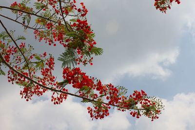 Low angle view of red flowering tree against sky