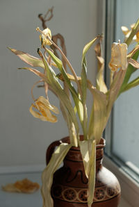 Close-up of flowers in vase at home