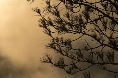 Low angle view of silhouette bare tree against sky