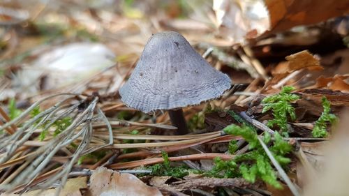 High angle view of mushrooms growing on field
