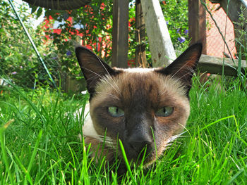 Portrait of a cat on field