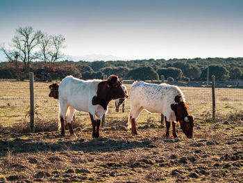 Horses standing in ranch against sky